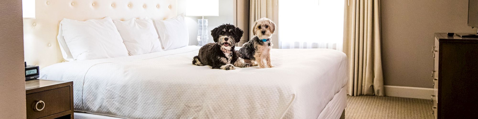 A cozy hotel room with a neatly made bed, two small dogs sitting on it, soft lighting, and modern decor, including a yellow abstract painting.