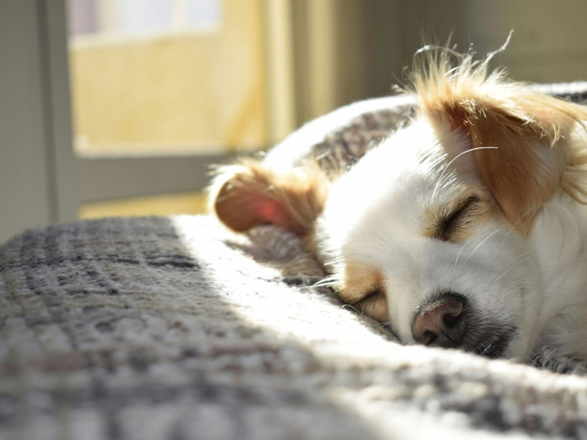 A small dog is peacefully sleeping on a bed with sunlight streaming through a nearby window, creating a cozy atmosphere.