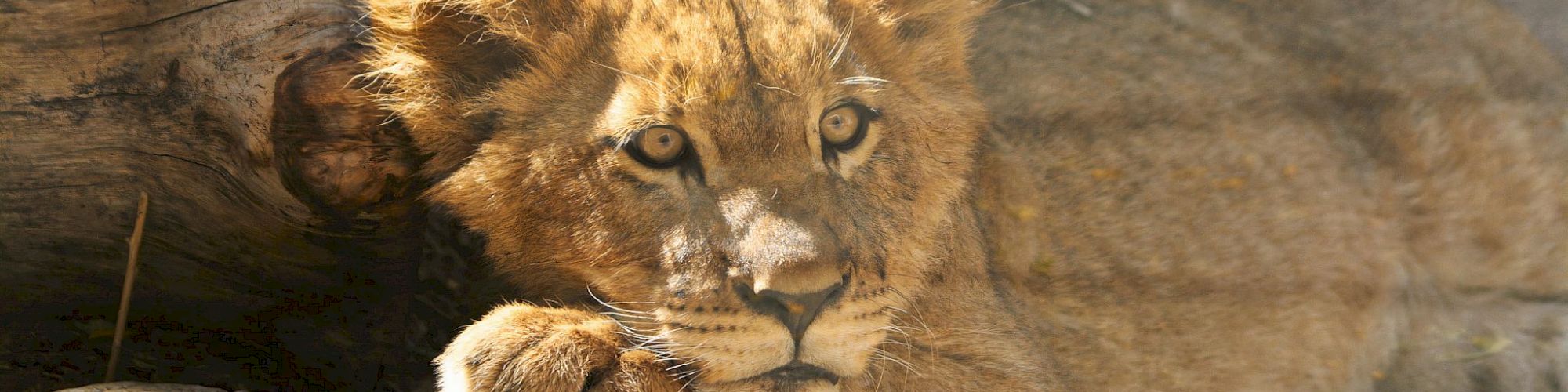 A lion cub is lying down, resting its head on a piece of wood, with a relaxed and curious expression in a sunlit setting.