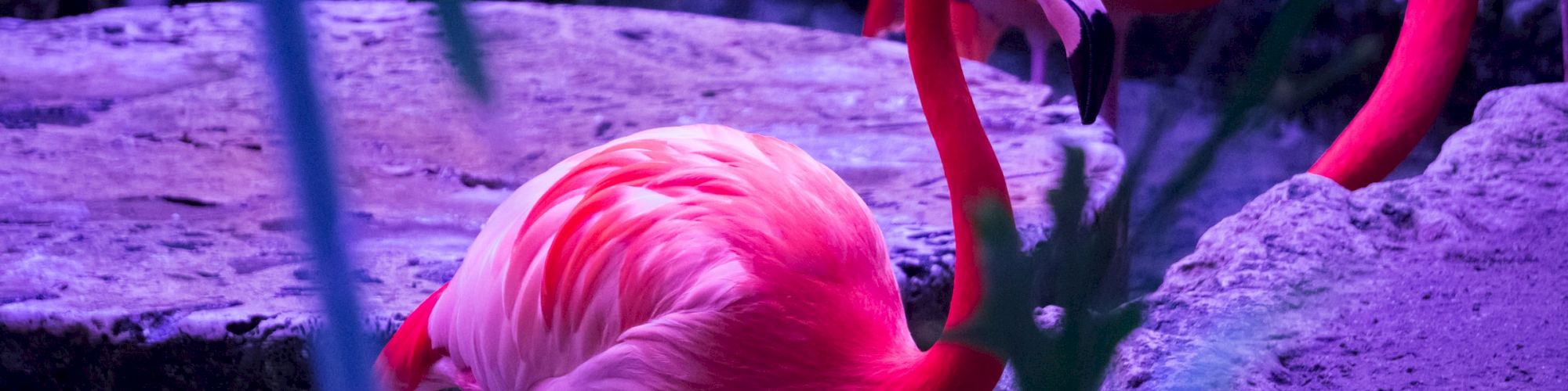 The image shows two bright pink flamingos standing among rocks and greenery, illuminated by purple lighting.