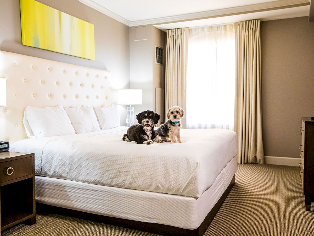 Two dogs are sitting on a neatly made bed in a well-lit hotel room with modern decor and a large window.