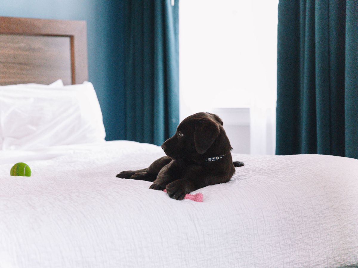 A black lab puppy lies on a bed with a white covering, some toys around, and a blue curtain in the background, creating a cozy setting.