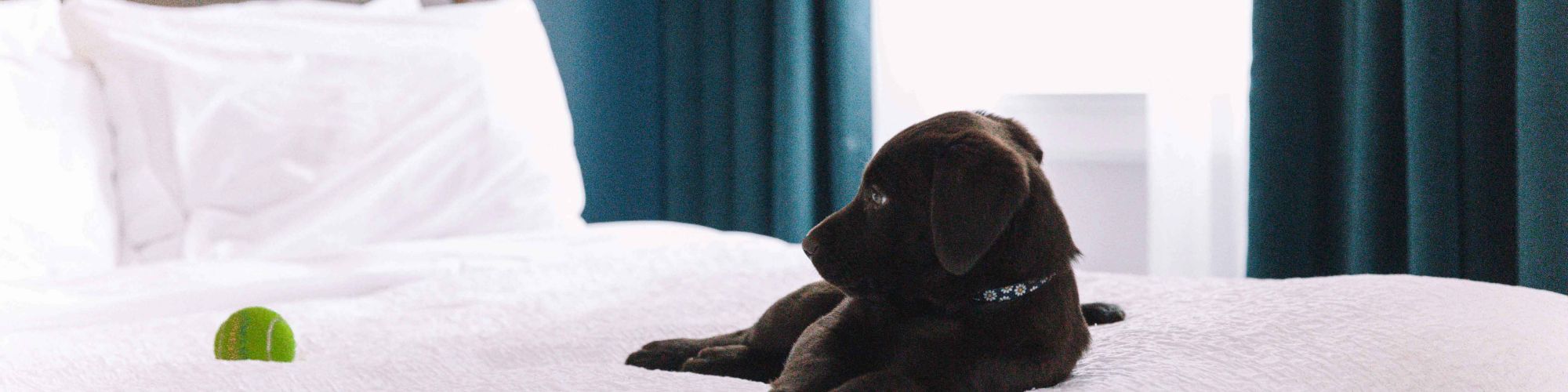 A black puppy is lying on a white bed, looking at a green ball. There are dark curtains in the background, and a wooden headboard.