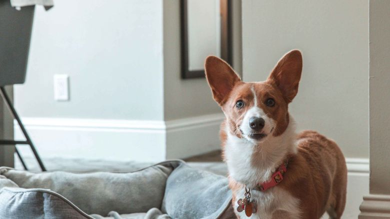 A small dog stands next to a cozy pet bed and water bowl on a carpeted floor in a well-lit room.