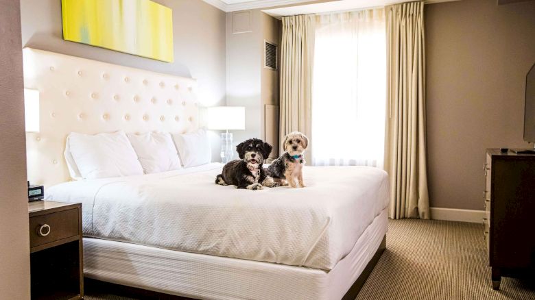 A cozy bedroom with a large bed, headboard, modern decor, and two small dogs sitting on the bed.