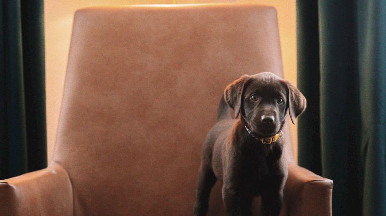 A puppy is standing on a brown armchair in a dimly lit room with a lamp and curtains in the background.