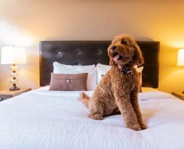 A fluffy brown dog sits on a bed in a cozy room with two lamps on either side.