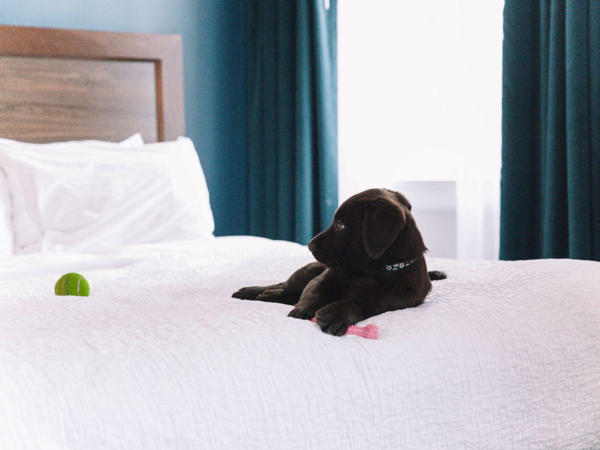 A black puppy lies on a white bedspread, with a green toy ball nearby. Dark curtains and a wooden headboard are in the background.