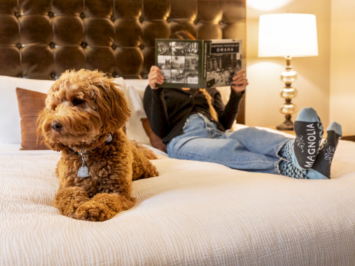 A dog relaxes on a bed while a person lies behind it, reading a magazine. The person wears 